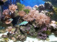 Reef Tank And Fish