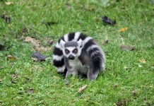 Anel-tailed lemur