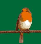 Robin Bird Illustration
