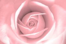 Rose - Sfondo