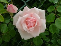 Rose bloem