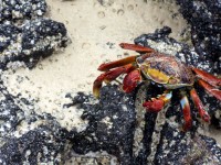 Sally Lightfoot crabi colorat