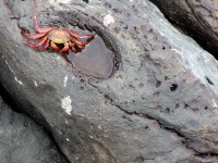 Sally Lightfoot Crab in der Ursuppe