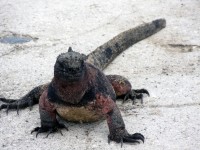 Salzwasser iguana hautnah