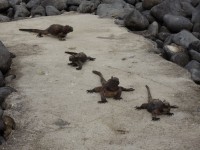 Água iguanas sal