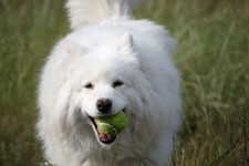 Samoyed Dog with Ball