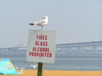 Seagull sur le signe