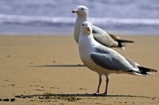 Seagull On The Beach