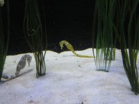 Les hippocampes en aquarium
