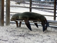Leão marinho dormindo no banco