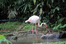 Einzigen Flamingo auf dem Teich