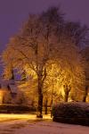 Snow Covered Tree At Night