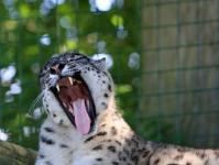 Snow Leopard Yawning