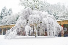 Snowy Drzewo