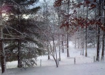 Снежные деревья