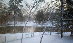 Snowy Trees By Pond