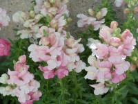 柔らかいピンクのキンギョソウの花