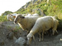 Sommige schapen
