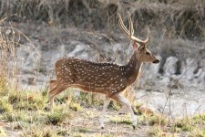 Spotted deer India