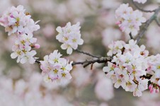 Flor da Primavera no ramo