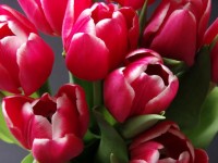 Tulipes au printemps