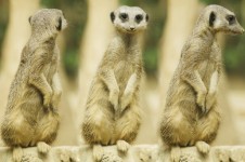 Suricate or meerkat sitting