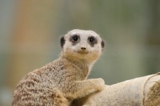 Suricate or meerkat sitting