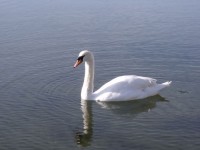 Swan a vízen