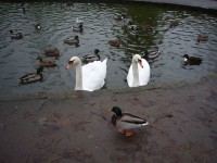 Swans és a Ducks