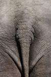 Tail of an elephant