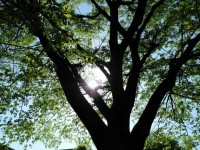 El árbol que brilla