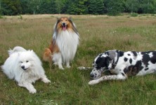 Three Dogs in Field