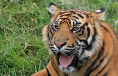 Tiger Cub lindo