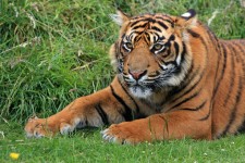 Tiger Cub Porträtt