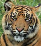 Retrato do tigre Cub