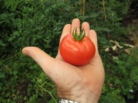 Tomate dans la main