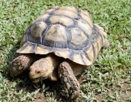 Tortoise eating the grass