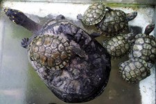 Broască țestoasă de familie