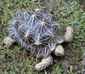 Tortoise pe iarba
