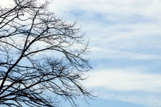 Tree și Blue Sky