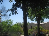 Träd vid Alamo