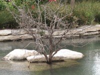 Drzewo w wodzie