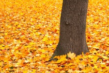 Tronco y las hojas caídas