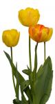 Tulip Flowers Isolated