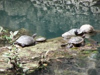 Sköldpaddor