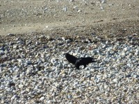 Dois corvos na praia