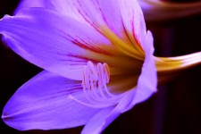 Violet Flower 3