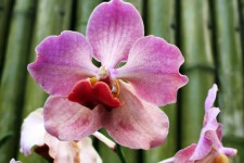 Orhidee violet 2