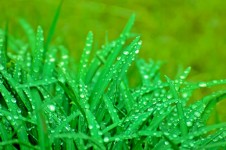 Water Drops On The Grass