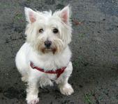 West Highland White Terrier Hond